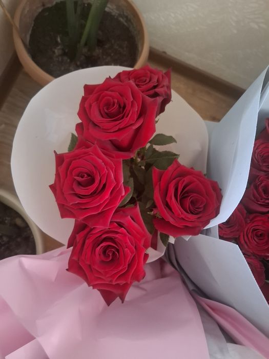 Живые цветы продам