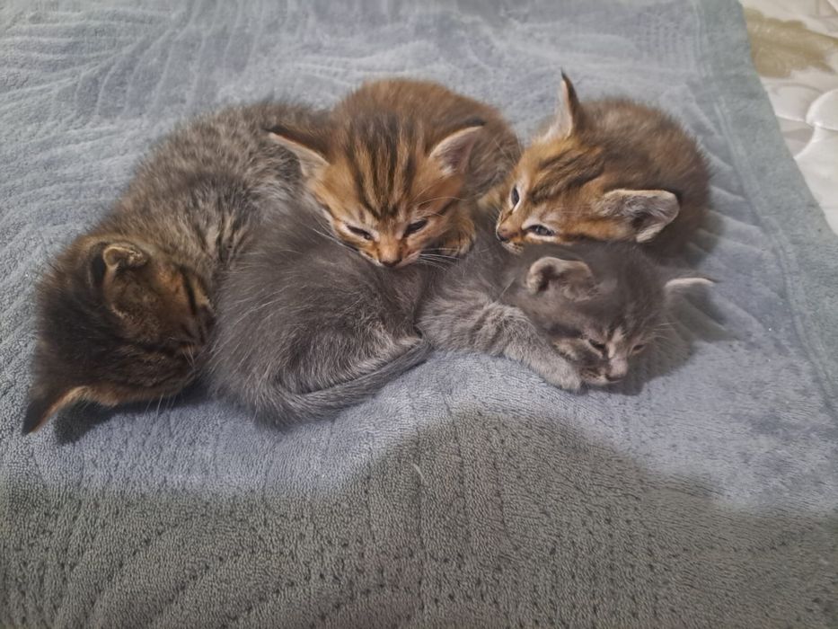 Отдаю котят 1,5 мес