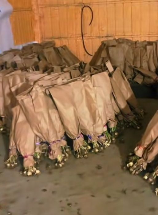 Тюльпаны оптом и розницу