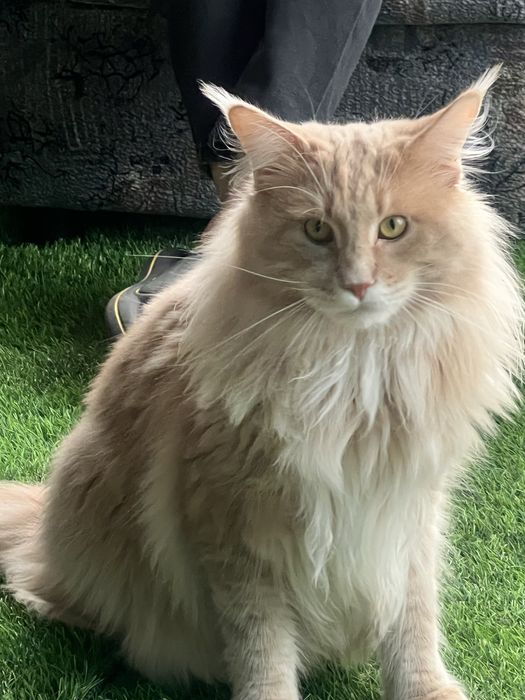 Кот Мейн Кун персиковый