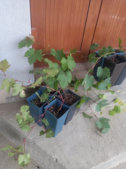 olma gala penklidi kochatlar bor