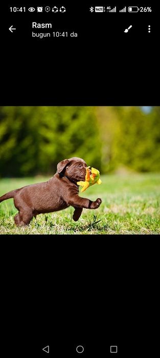 Labrador kuchuk 2 oylik