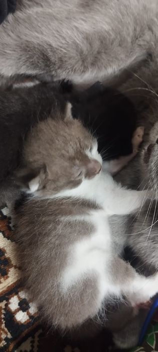 Продам британских котят