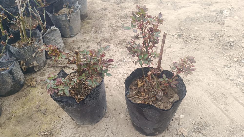 Продаются розы двулетние