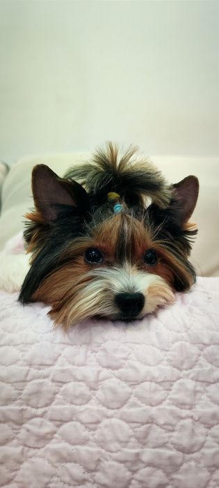 Вязка Бивер-йорк