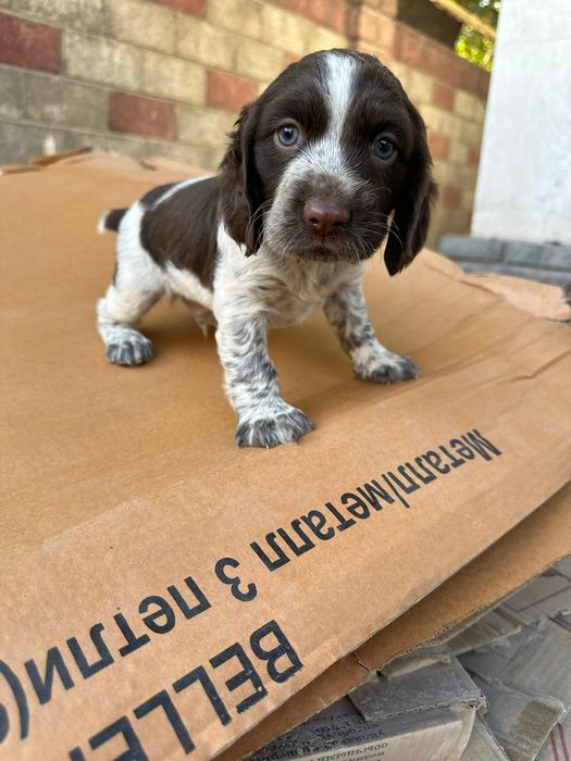 Вязка,случка спаниель