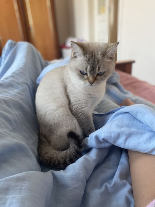 Котята blue point шиншилы британские