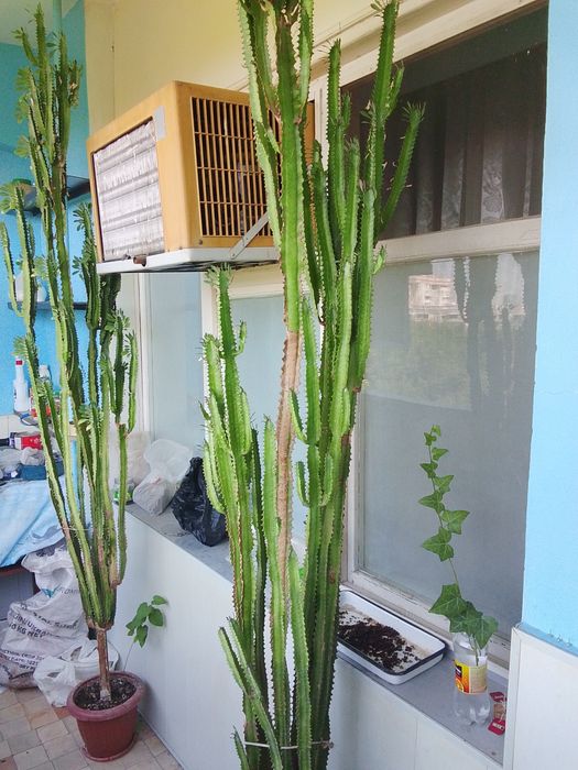 Молочай трёхгранный