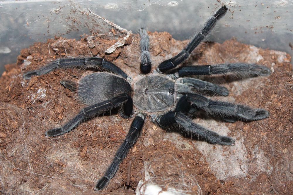 Chilobrachys sp. Kaeng Krachan