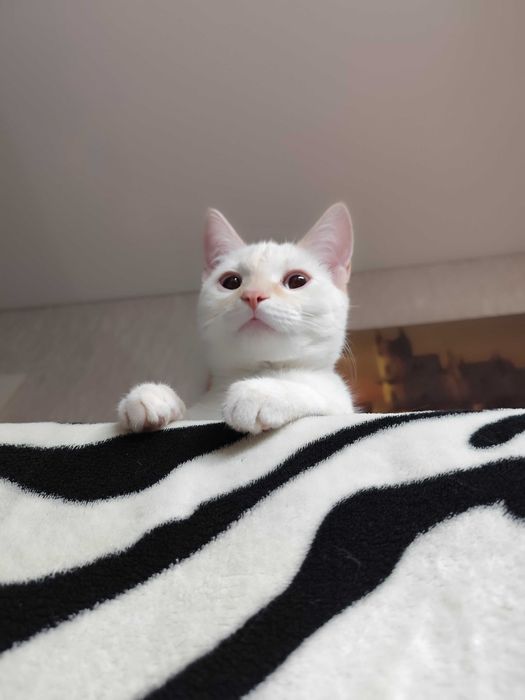 Отдам котика. Возраст один годик