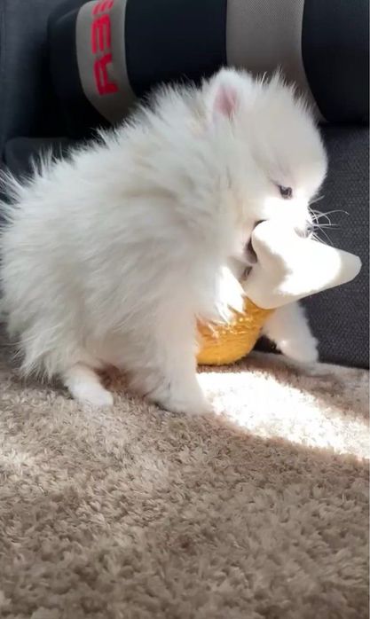 Открыт резерв на щенков шпица