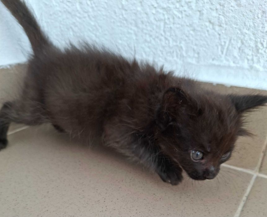 Adoptie pisica puibde pisica motanel Minisor