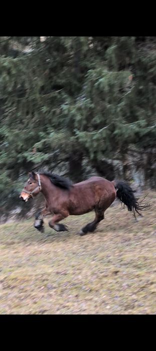 Iapa de 3 ani jumătate grea