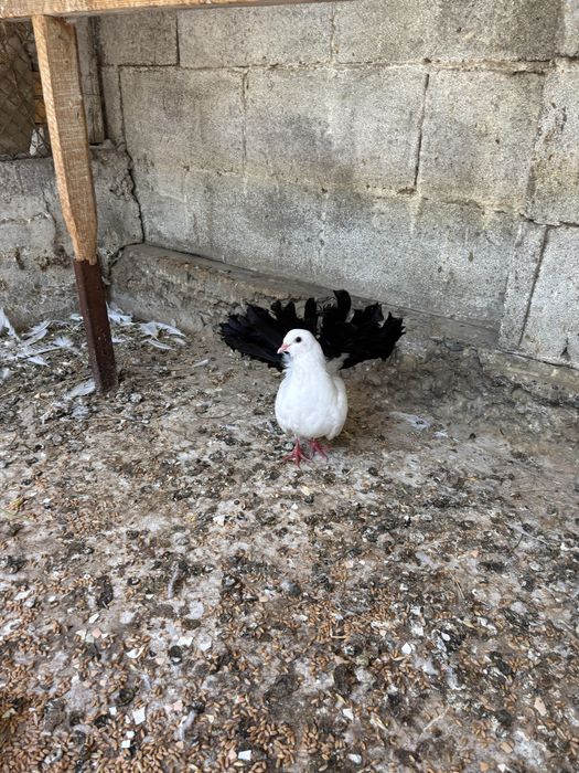 Продам голуби павлин