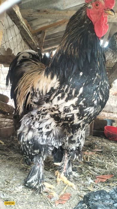 Брама хуроз сотилади