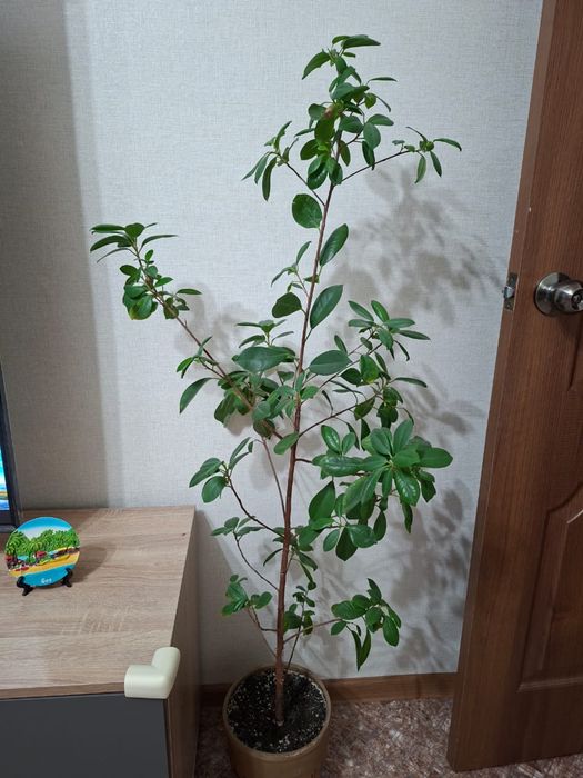 Домашние цветы продам