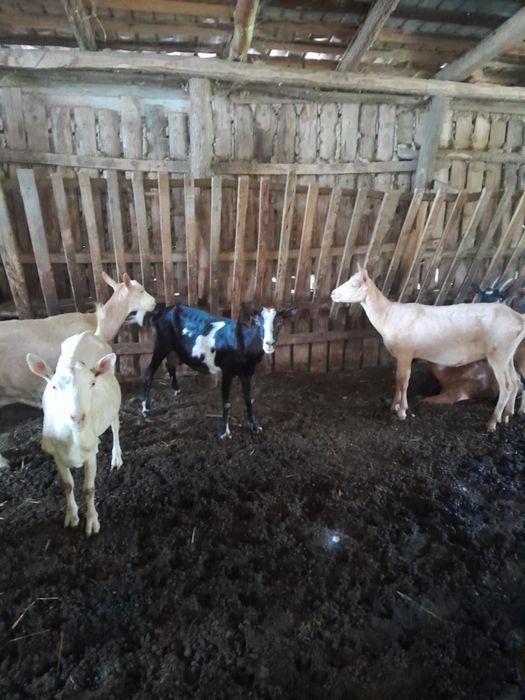 vând capre la prima fătare și la a doua fatare