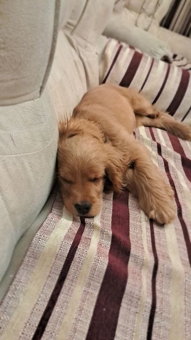 Щенок Порода Лабрадор