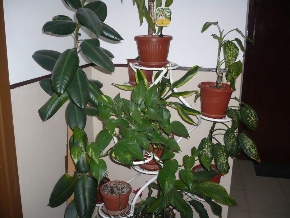 Panasonic Lumix DMC-FX10