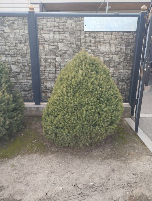 Ёлка,Ель, Туя, изгородь