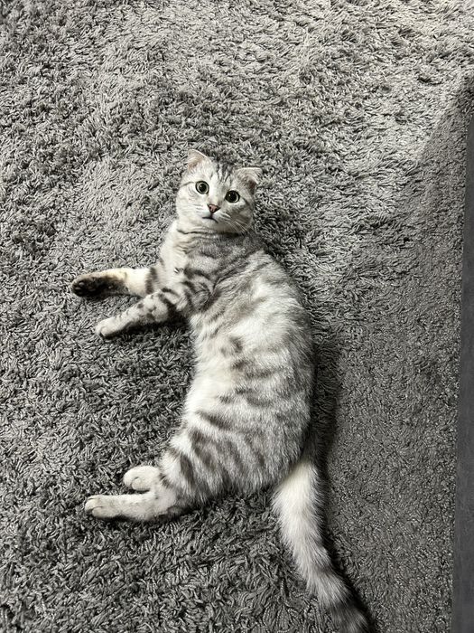 Котик в добрые руки