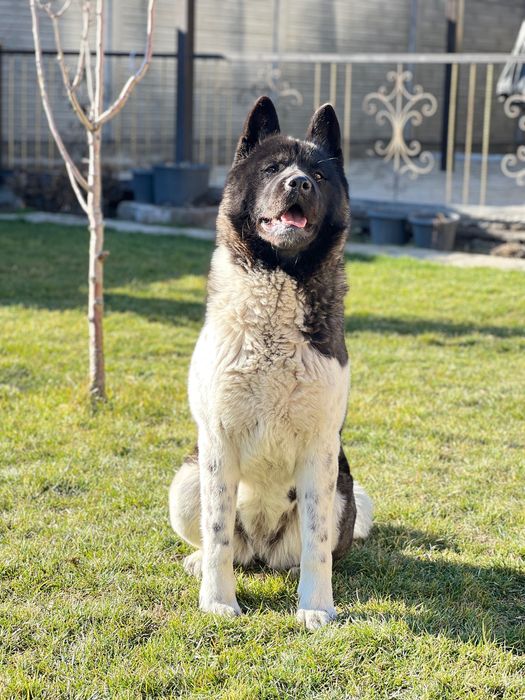 Американская акита