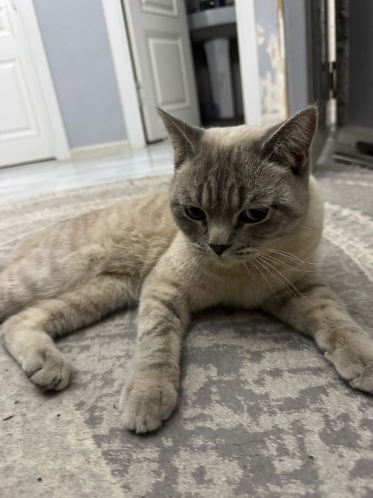 British Shorthair vyazkaga beriladi erkak mushuk