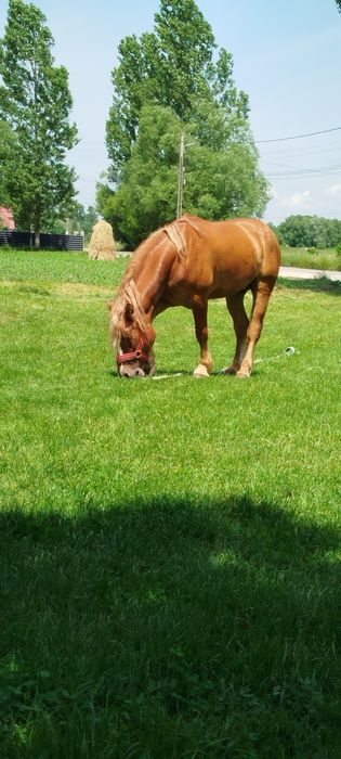 Vând mânz castrat de 3 ani jumate blând curat fără defecte sau năravuri potcovit nou cu videa 1.55 înălțime.
