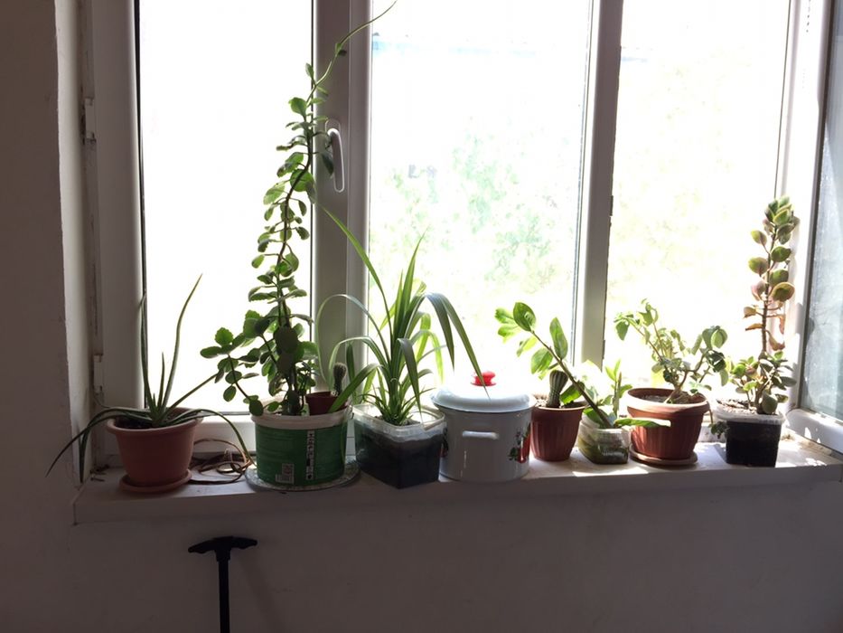 Гүлдер сатылады