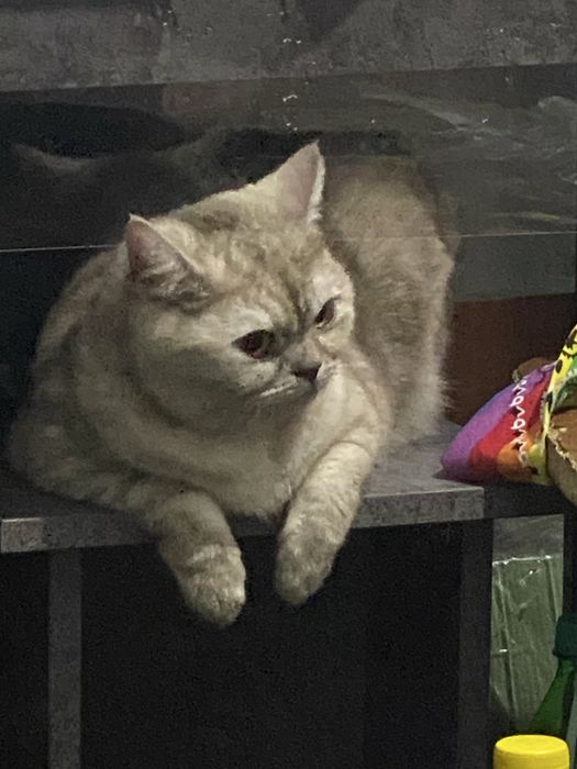 Срочно отдам кошечку в добрые руки