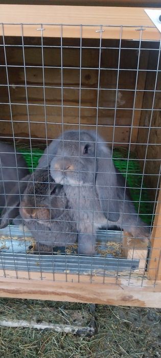 Френски кочоват заек зайци