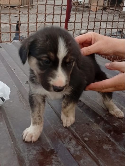 Пристраиваются щенки щенята мальчики и девочки