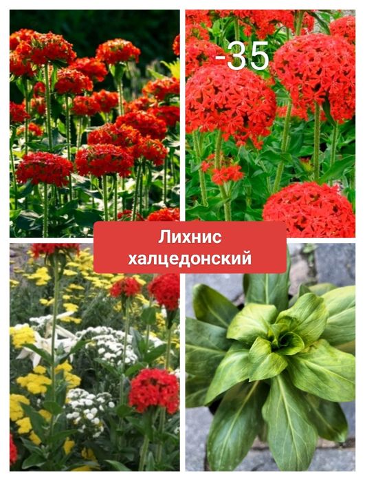 Многолетние цветы неприхотливые.