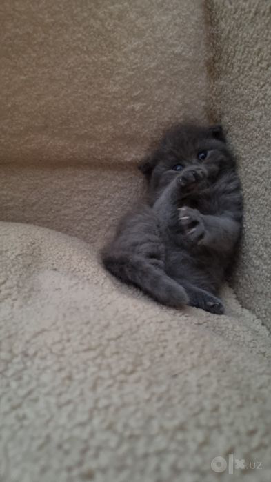 Scottish fold Scottish strayt