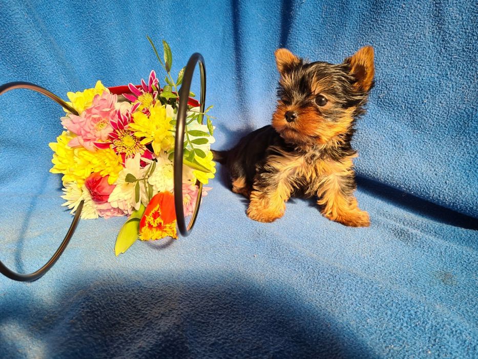 Отличный подарок щенки Йорка