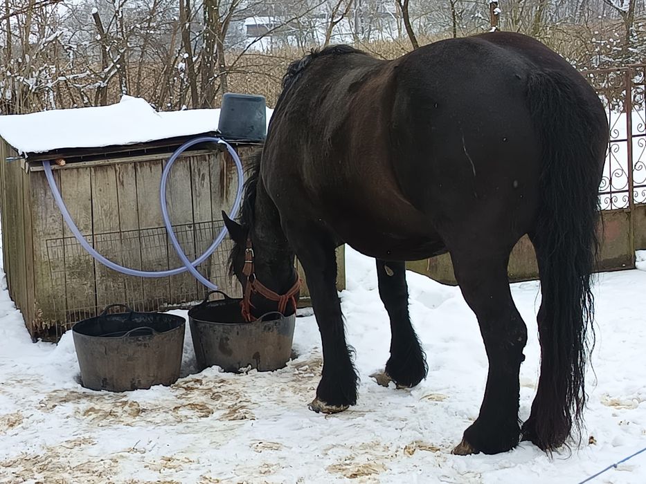 Vând două mânze frumoase de 3 ani și 3 ani jumătate