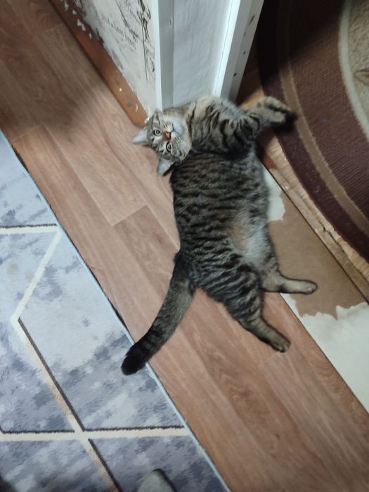 Самый лучший друг пожалуйста найти кота