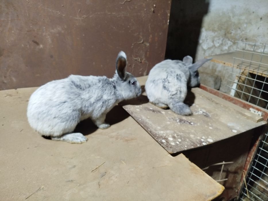 Paltavskiy quyon sotiladi