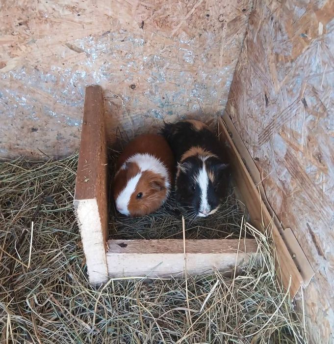 Mătase japoneza si rațe leșești