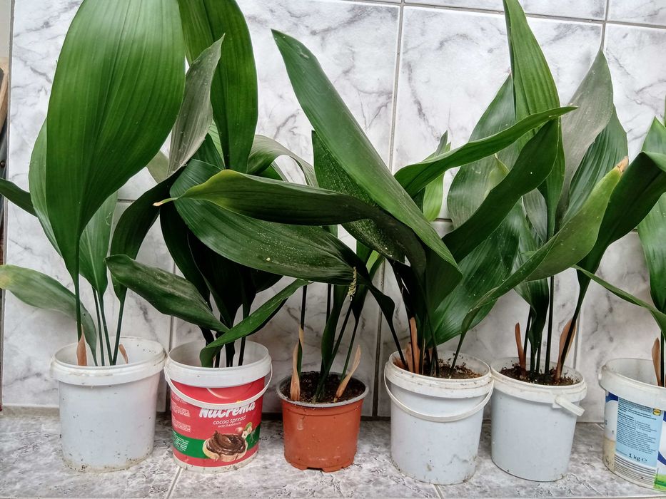 Семейно щастие,Смокини,Цезалпиния-Жълта райска птица.