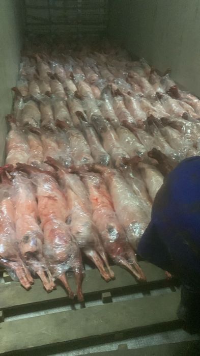 Ақбөкен еті, киік, сайгак