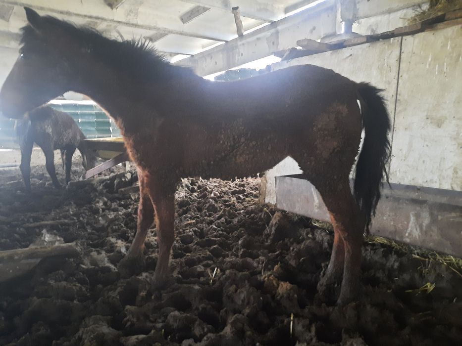 Семіз бір жарым жасар  кұнан