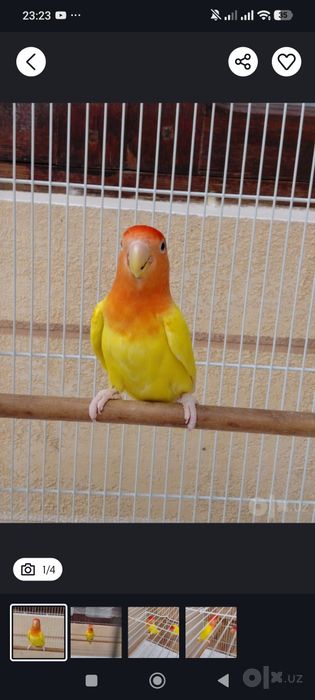 Nerazlushniki Lovebirds sotiladi Parasi bilan