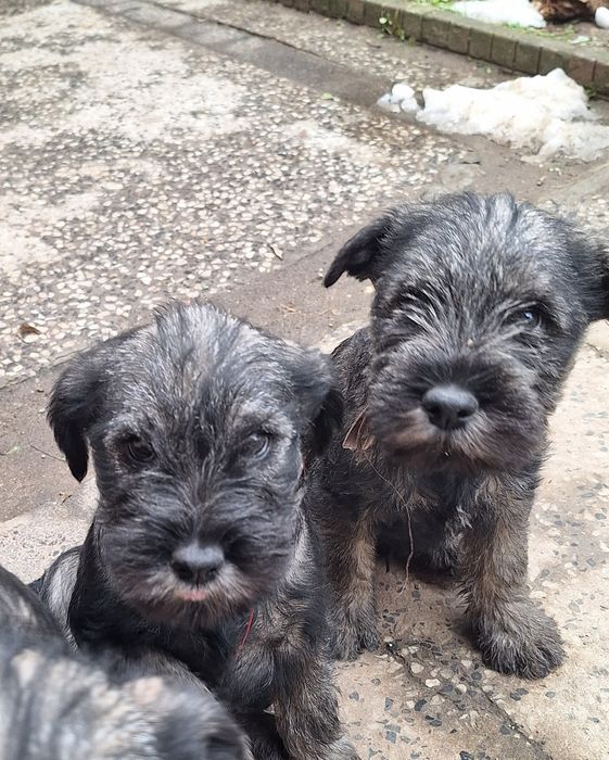 Мител Шнауцер(стандартен)-сол и пипер