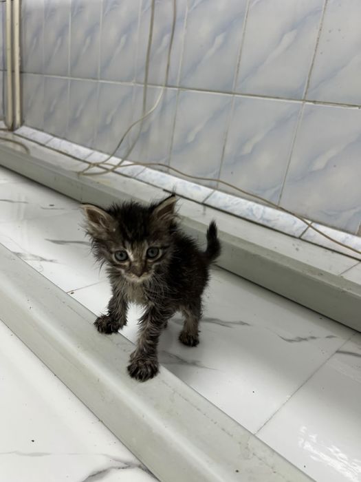 Котята ищут дом,срочно
