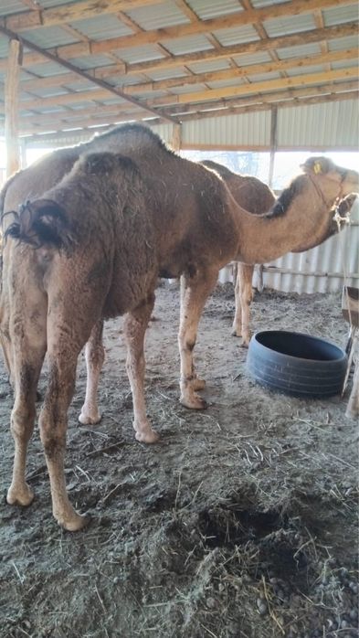 Екі бас тайлақты түйелен сатылады!