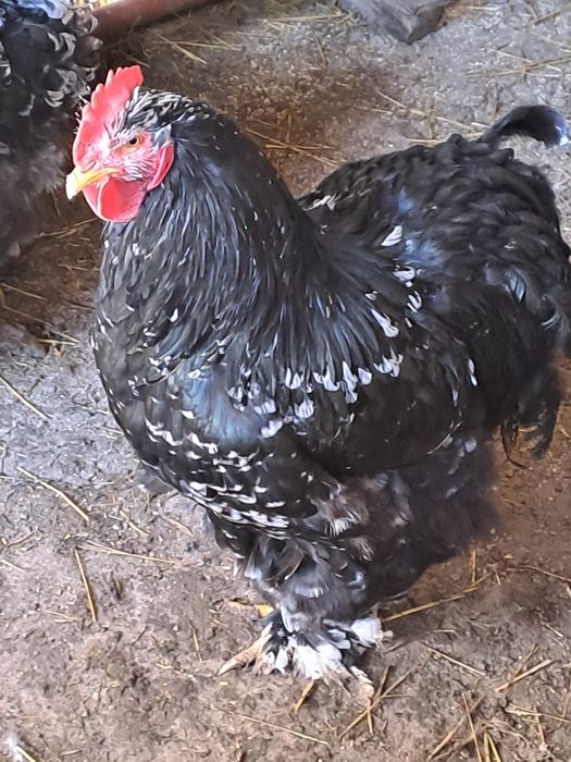 Vand cocoș cochinchina bobat 2025