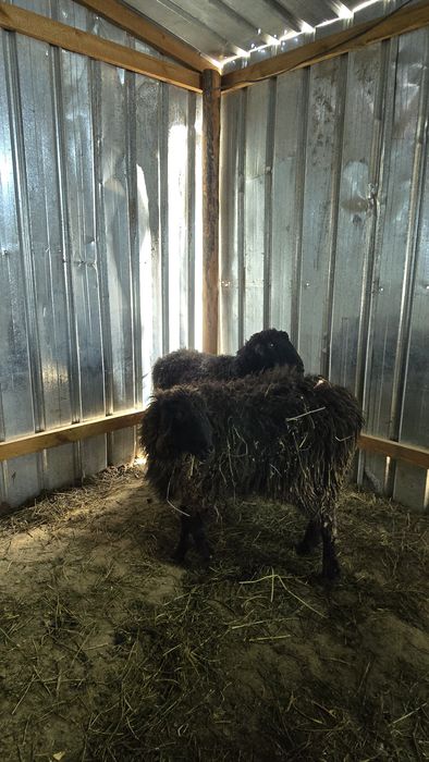 Кой токты тоқты қой