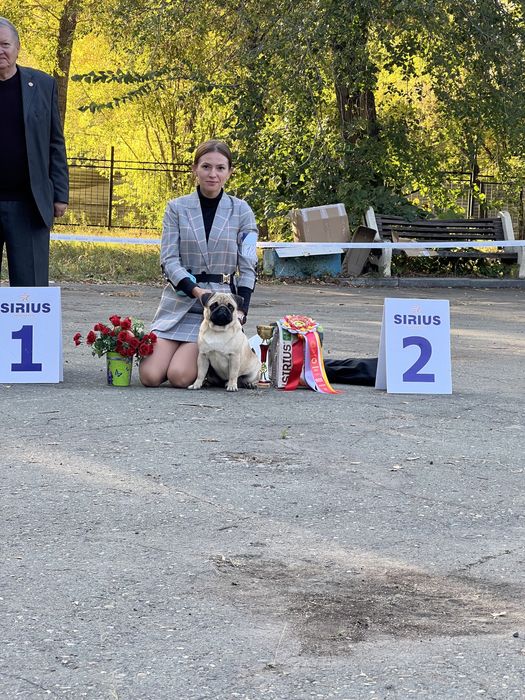 Кобель мопса для вязок