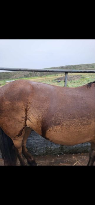 5жасар туу бие